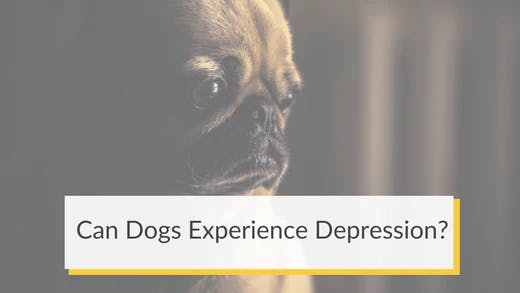 Can Dogs Experience Depression?