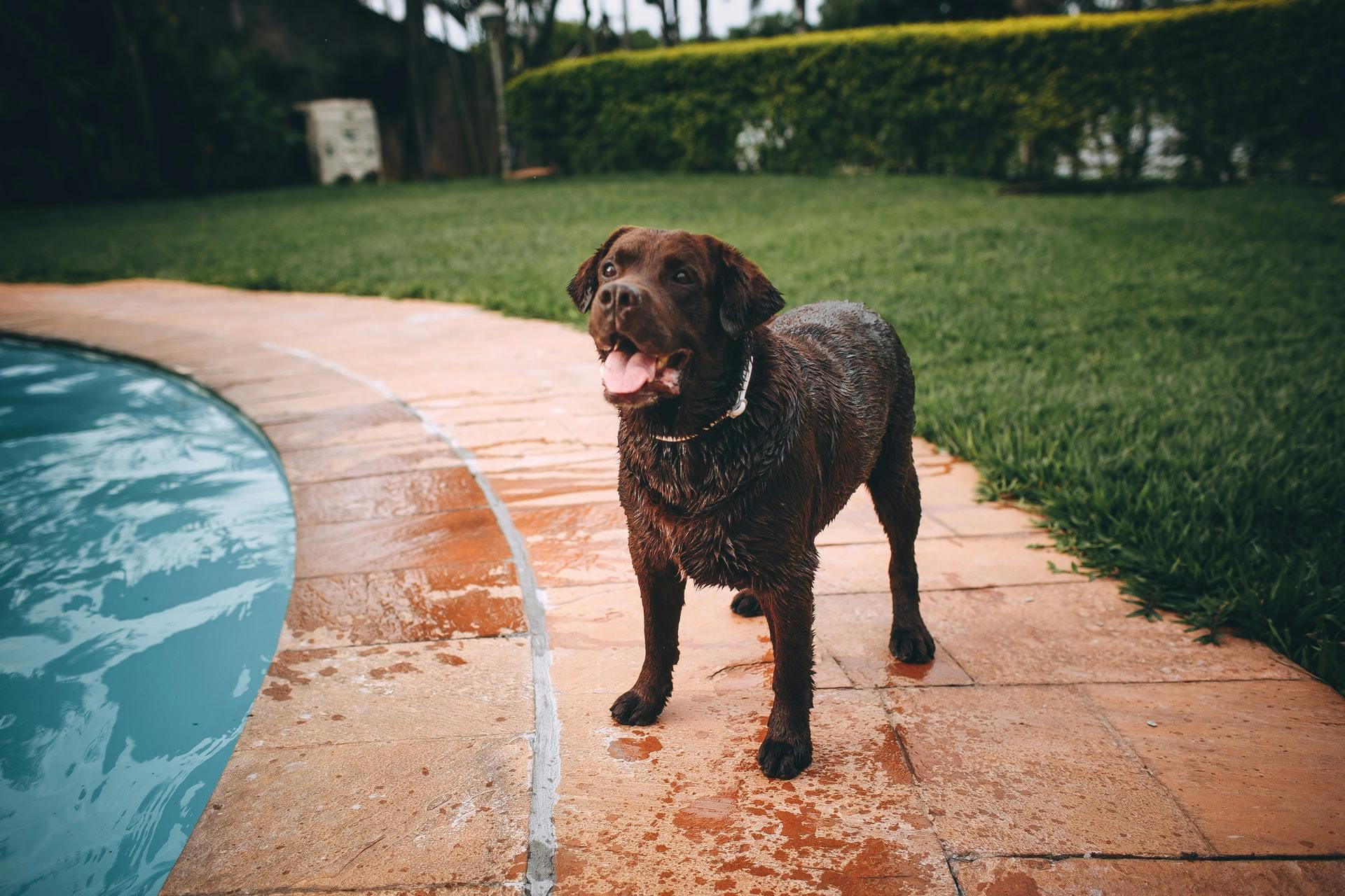 Dog next to pool