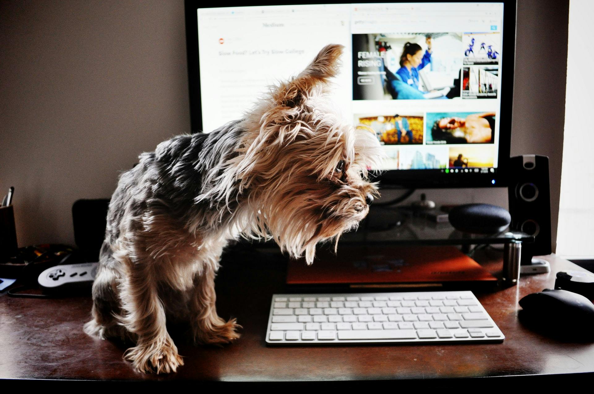 Dog on desk