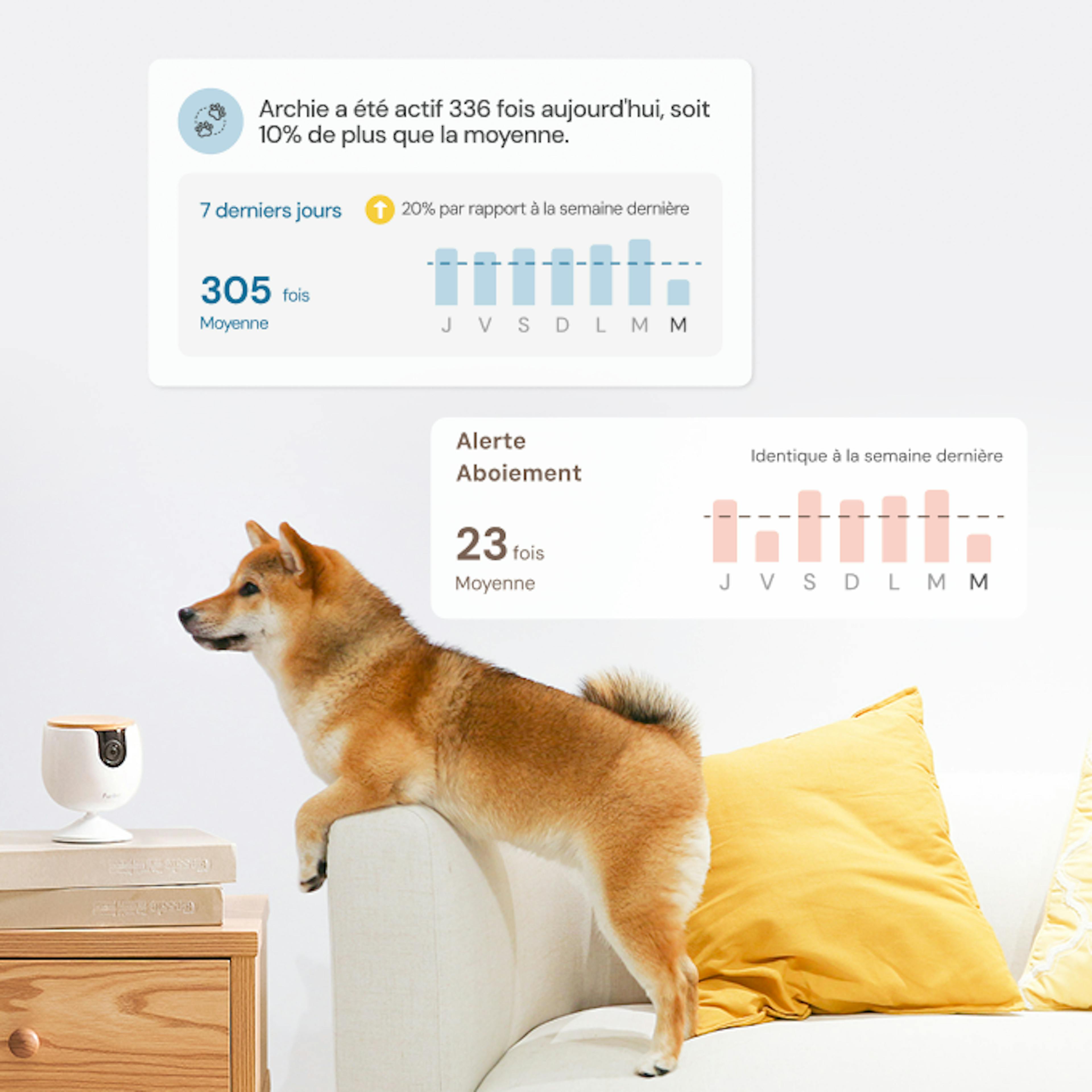 Un Shiba saute d’un canapé près d’un Furbo Mini, avec un téléphone affichant des alertes d’activité et deux chiens dans la scène.