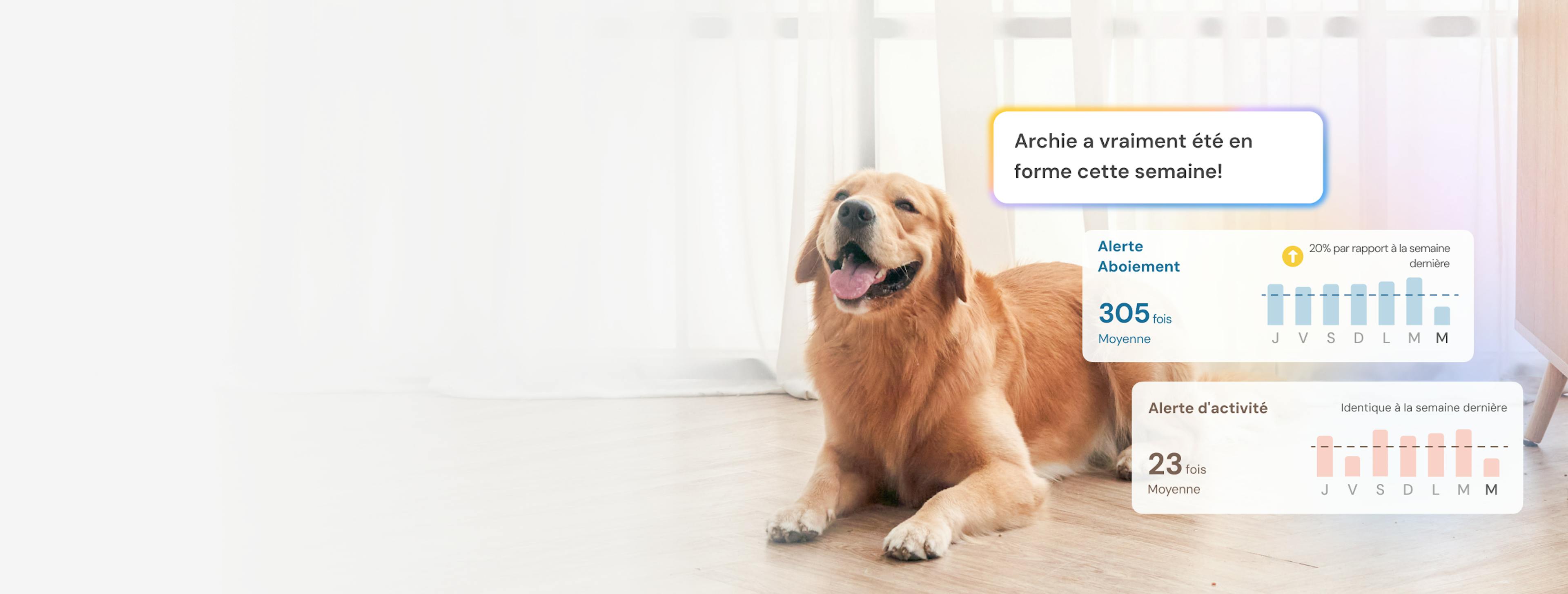 Golden Retriever assis avec graphique à barres des aboiements et activité de la semaine