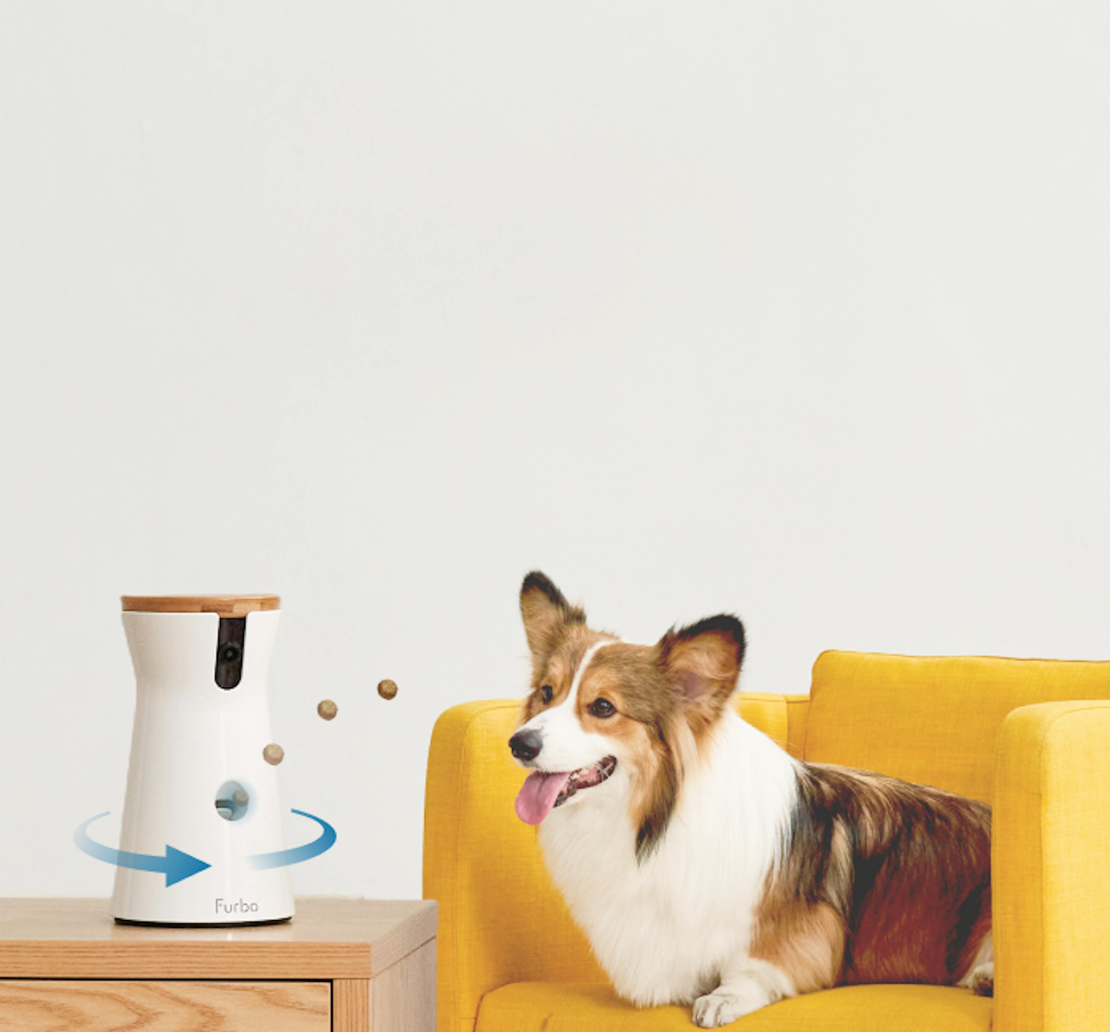 Furbo 360° Dog Camera on a wooden table with a curious dog peeking up from the edge, looking at the device. 