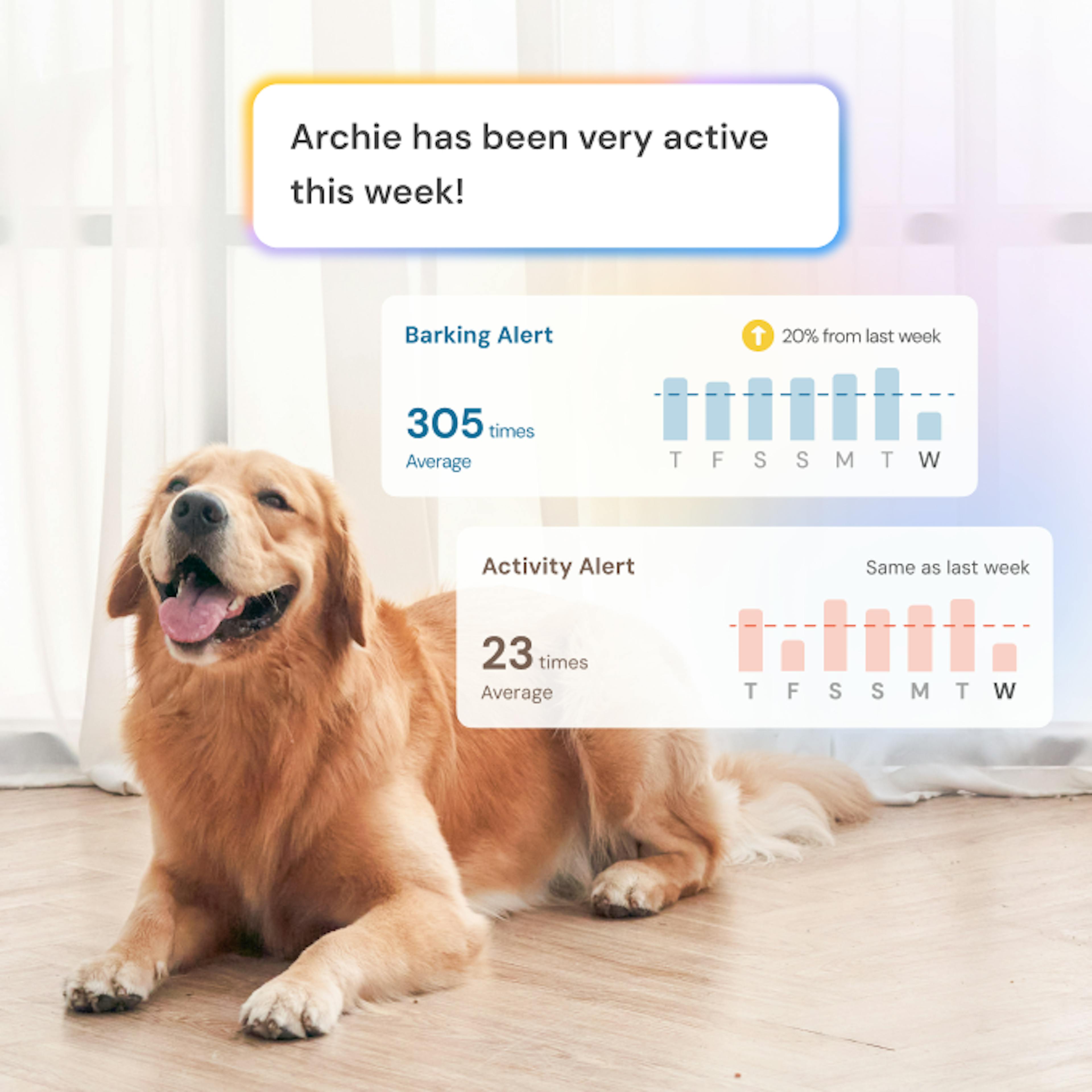 A Golden Retriever sitting on the floor with Barking and Activity alerts bar chart to show owner trend of the week
