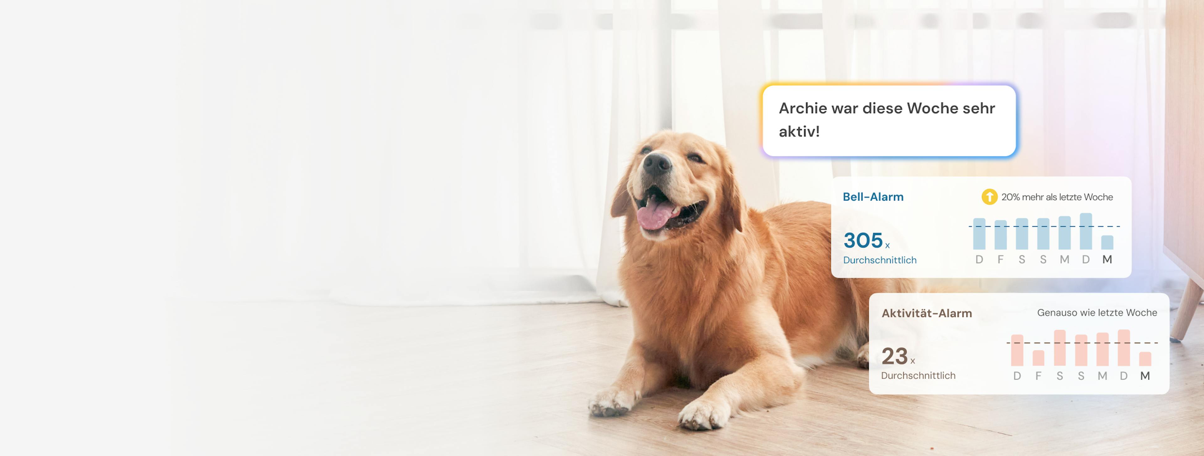 Golden Retriever sitzt mit Bell- und Aktivitäts-Balkendiagramm der Woche.