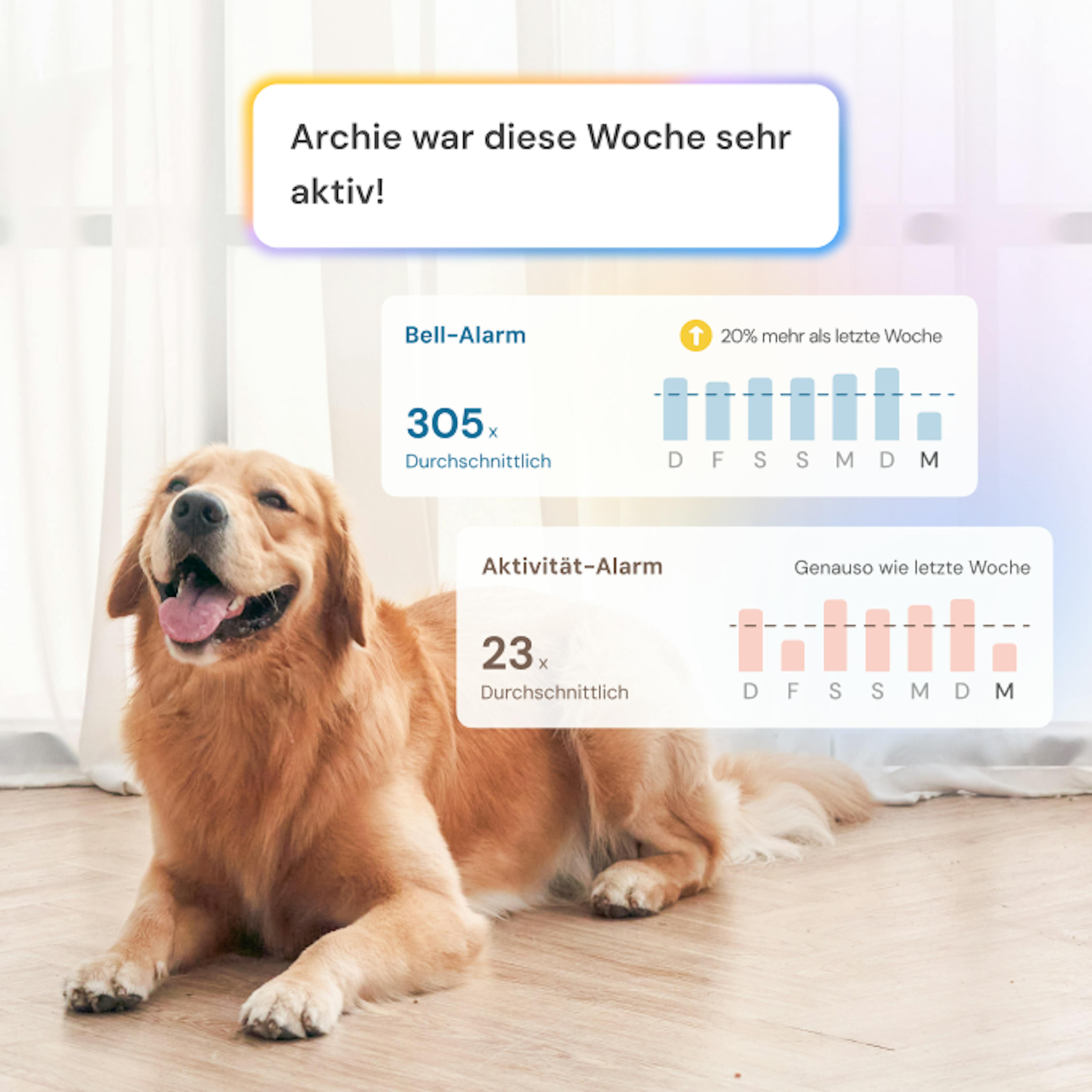 Golden Retriever sitzt mit Bell- und Aktivitäts-Balkendiagramm der Woche.