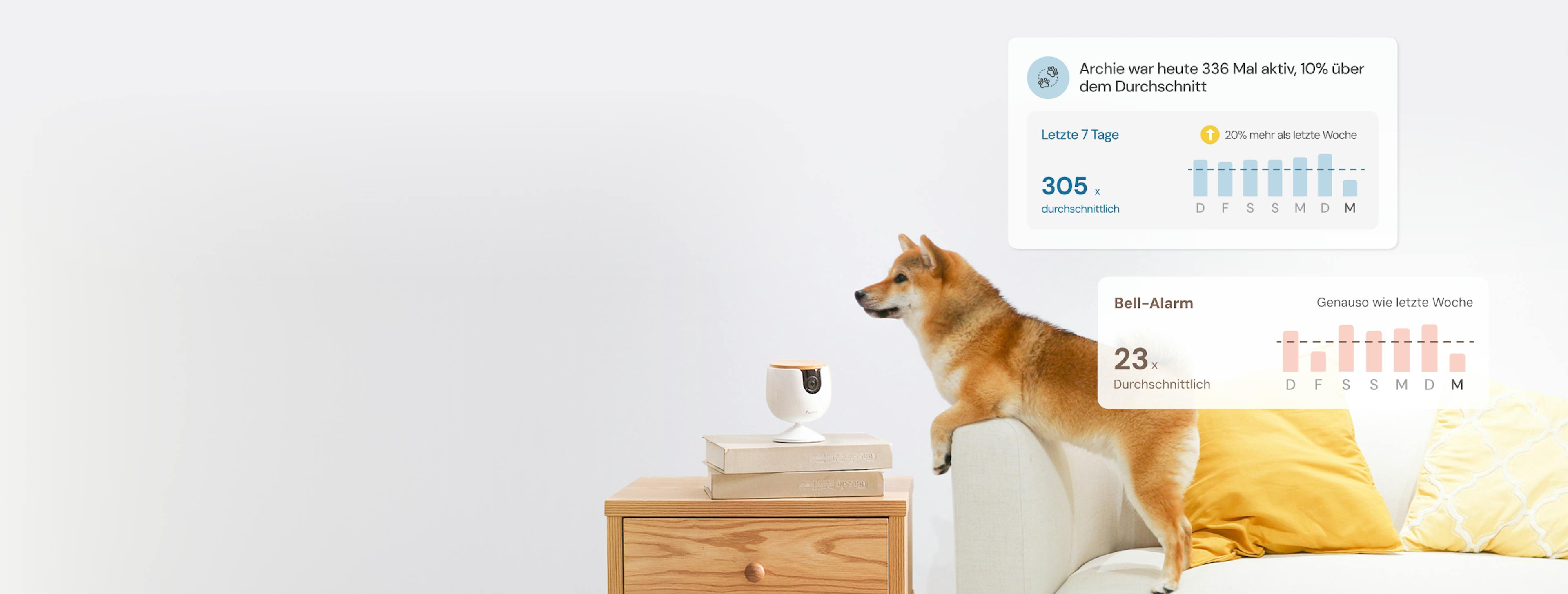 Ein Shiba springt von einem Sofa in der Nähe eines Furbo Mini, während auf einem Handy Aktivitätsbenachrichtigungen angezeigt werden und zwei Hunde im Bild sind.