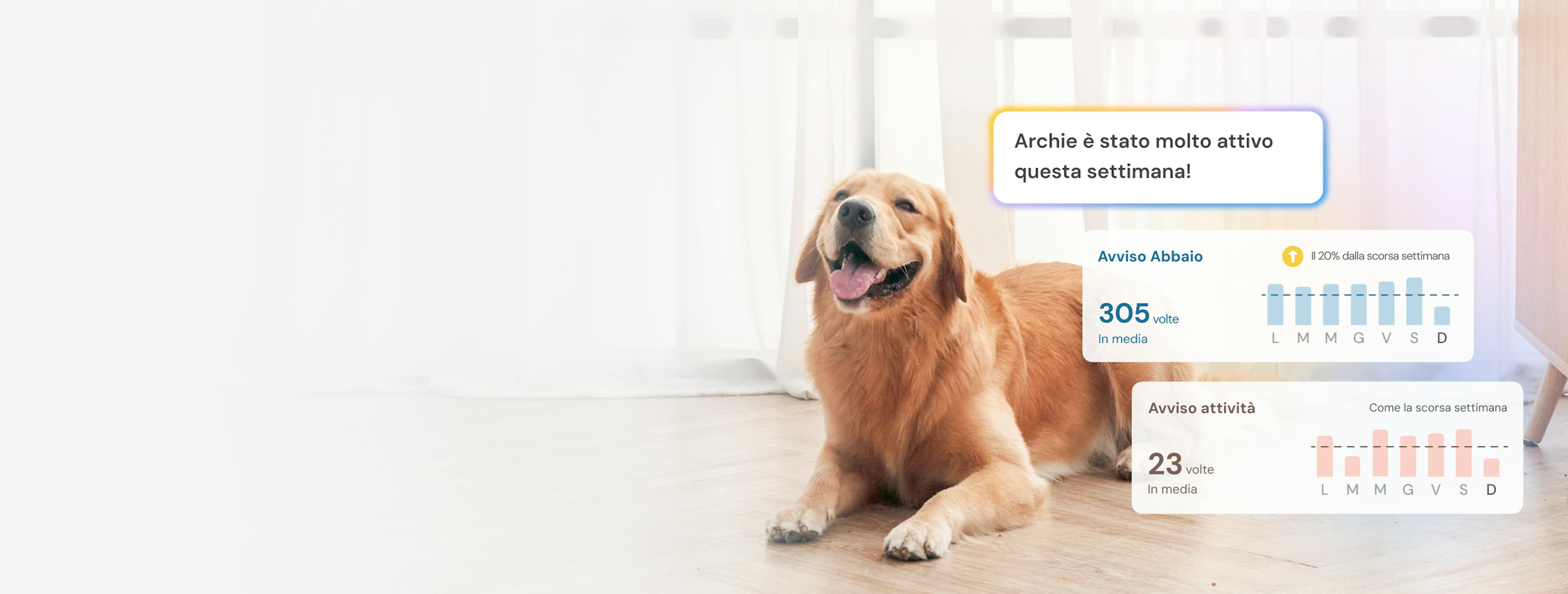 Golden Retriever seduto con grafico a barre di abbaiare e attività che mostra l'andamento settimanale