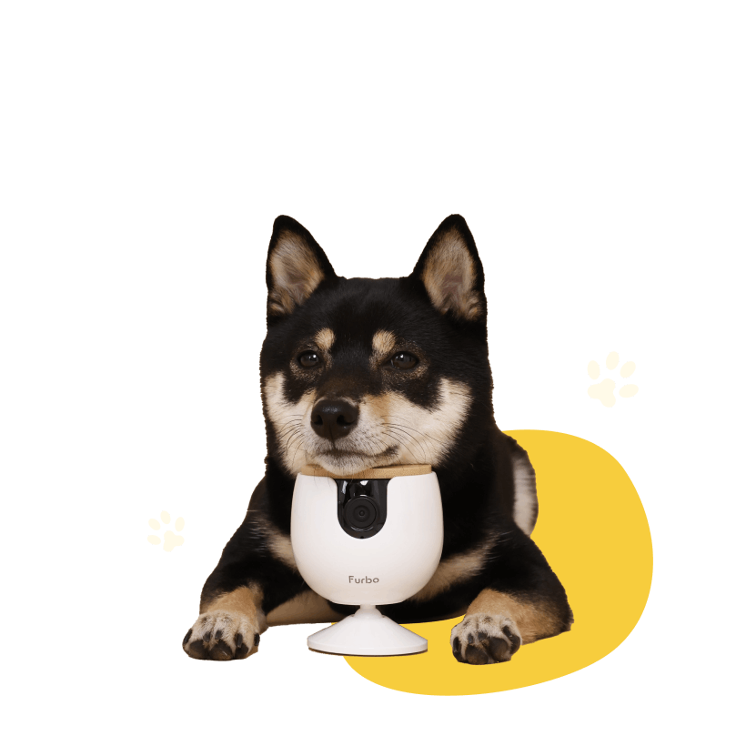 マ*ン様 Furbo Dog Camera 旧型と　Furbo Mini と　予 楽天市場】Furboミニ [ファーボ] AI搭載 110万人愛用のペット