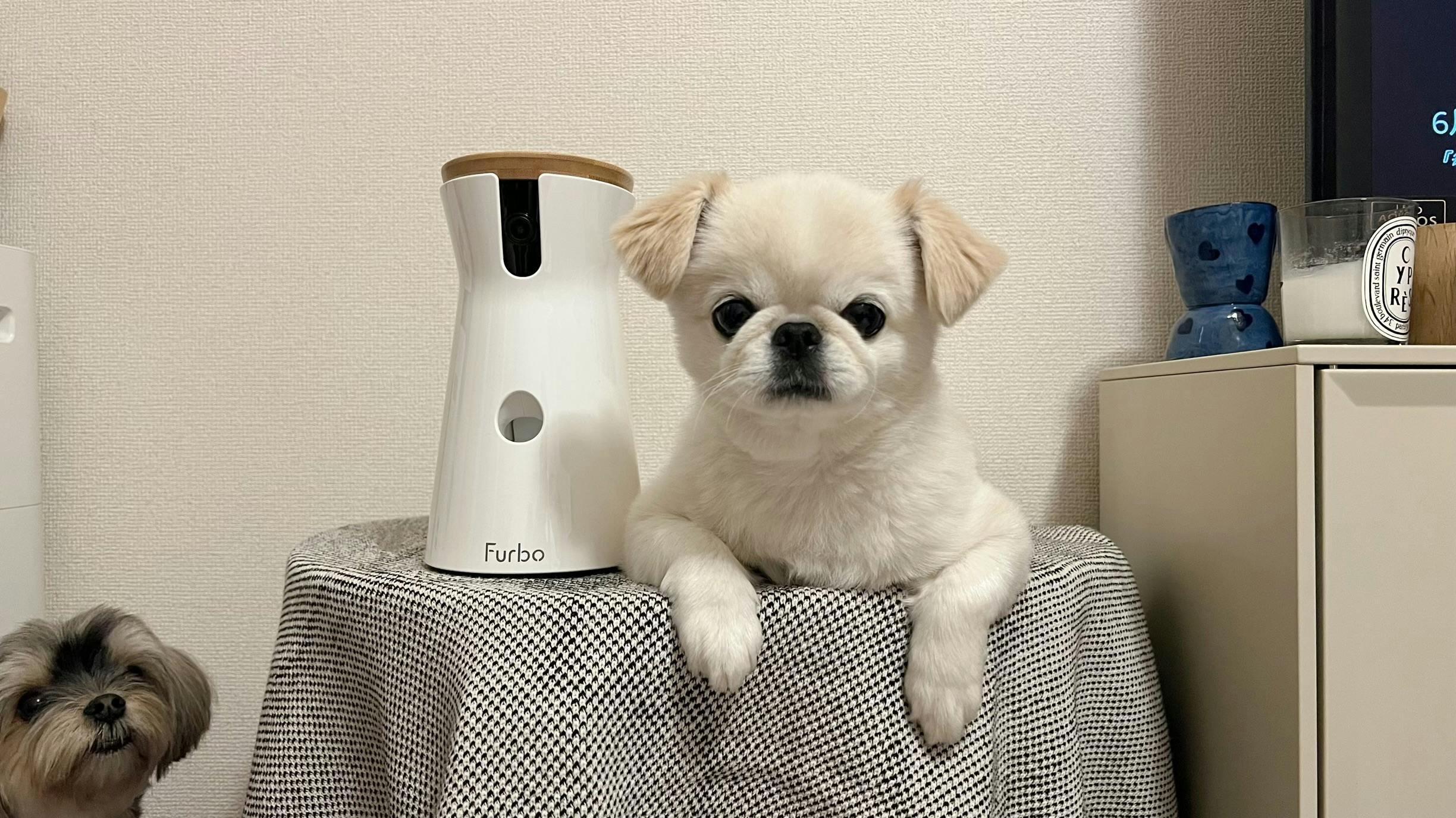 Furbo ドッグカメラ Amazon | Furboドッグカメラ 360°ビュー プレミア定額パッケージ