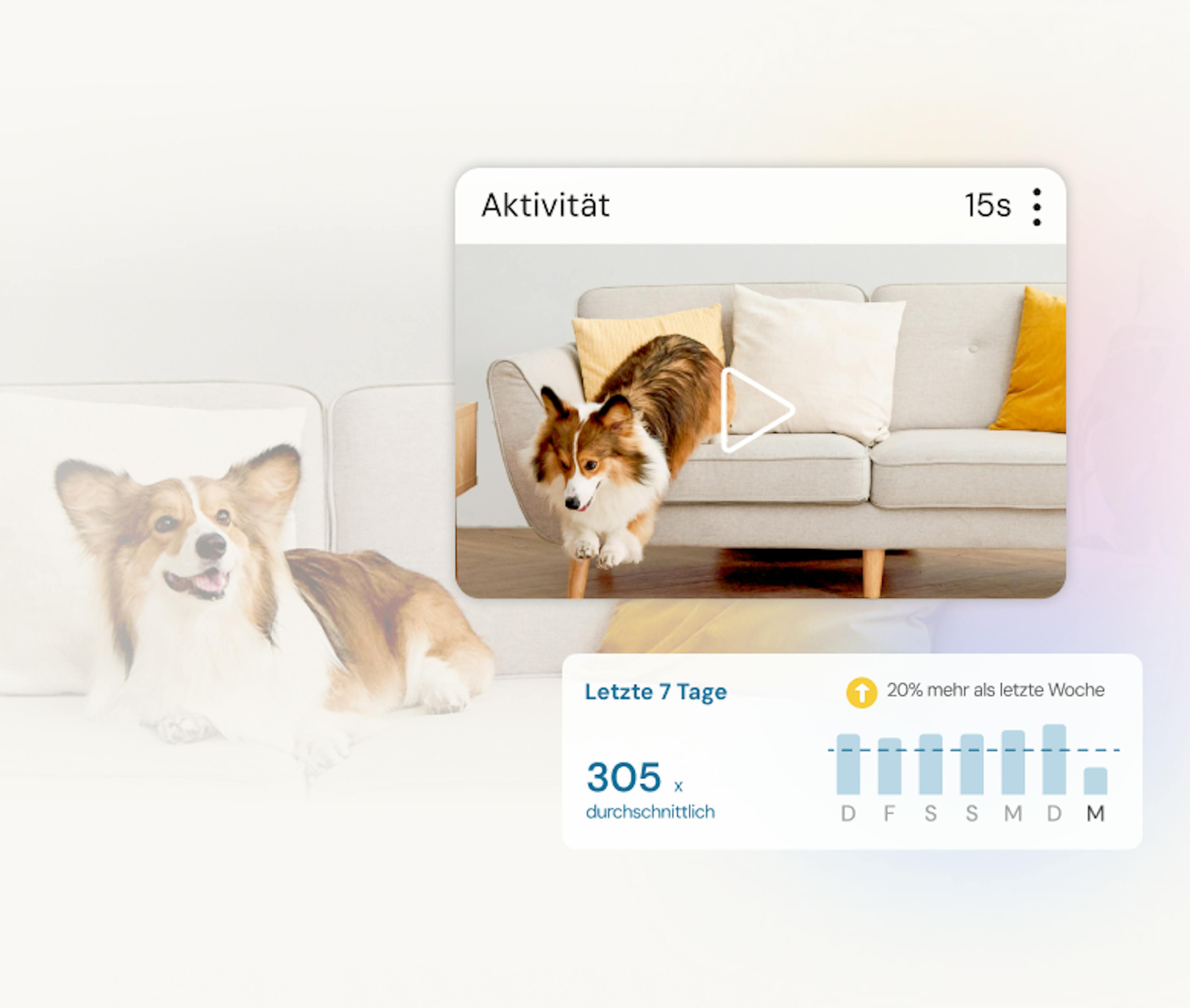 Corgi auf grauem Sofa mit gelbem Kissen, Haustieraktivitäts-Interface mit Statistiken und Wochenchart