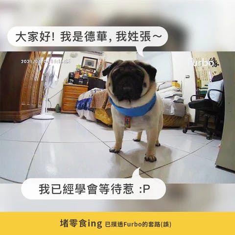 戴著藍色項圈站在地上的巴哥犬德華