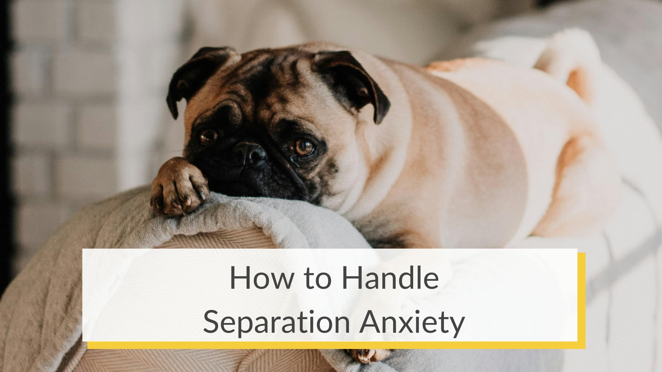 How to handle separation anxiety