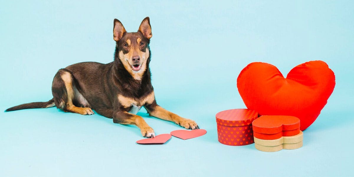 A photo of a shepherd mix surrounded by heart-shaped boxes and toys