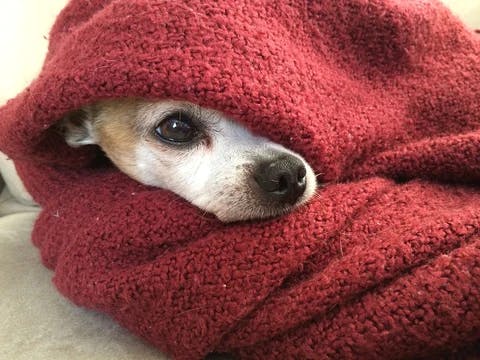 Warm dog