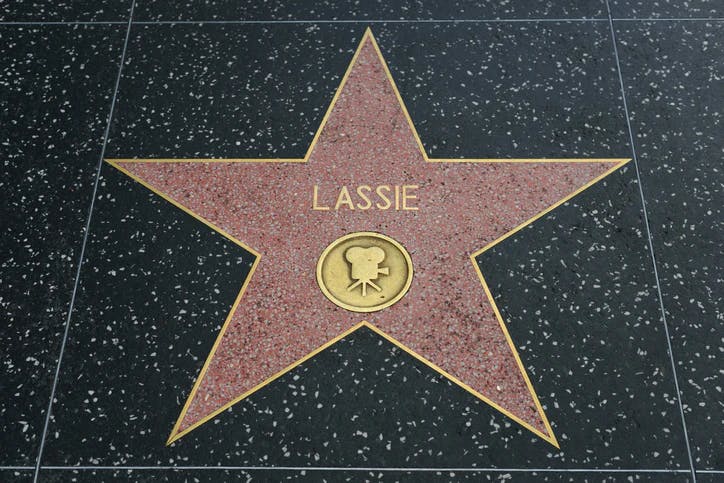 Lassie Hollywood Star