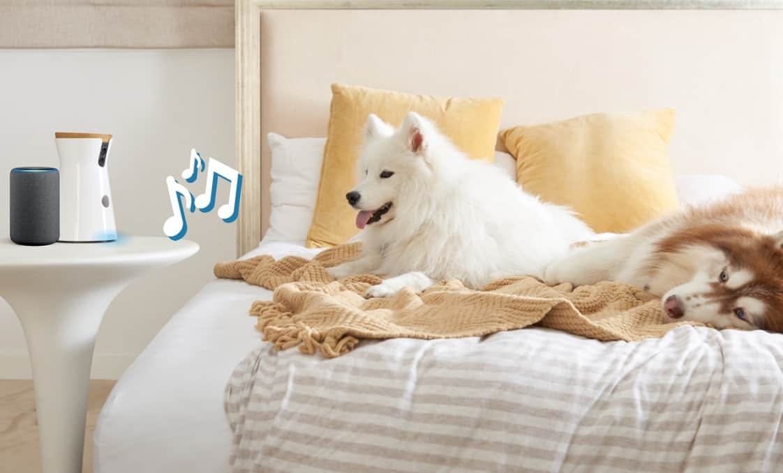 Dog with Furbo and Amazon Alexa