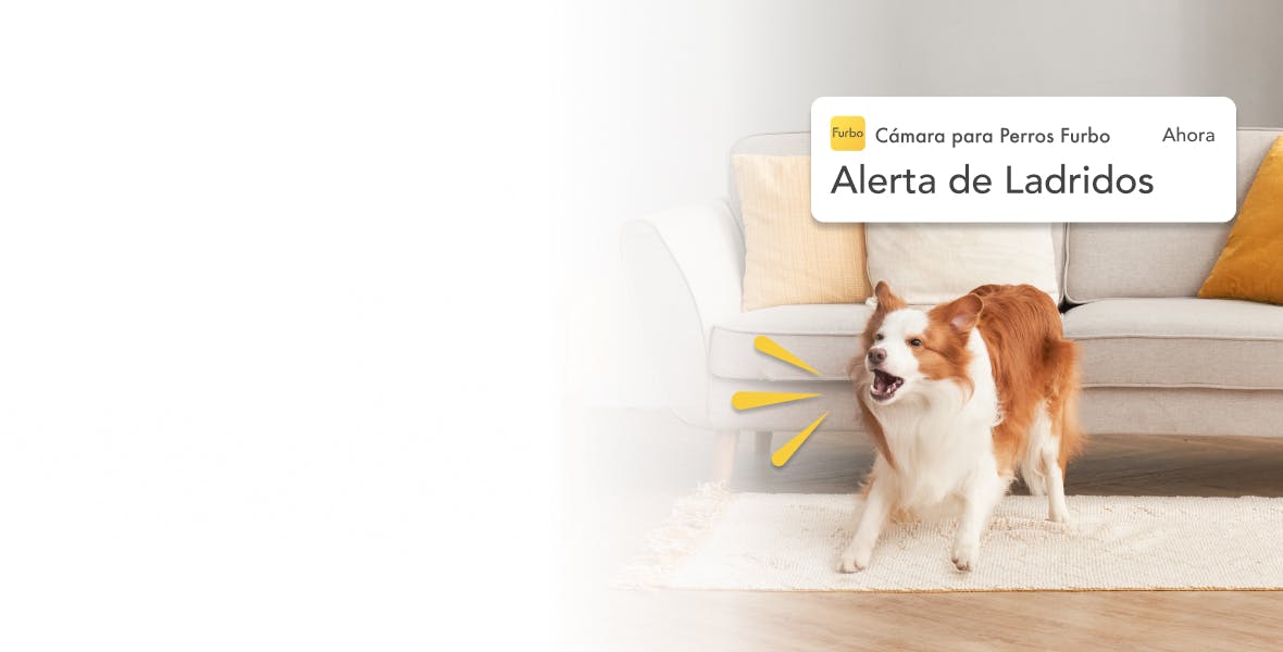 Cámara para Perros Furbo  Cámara para Mascotas con Lanzamiento de Premios  y Alertas Inteligentes