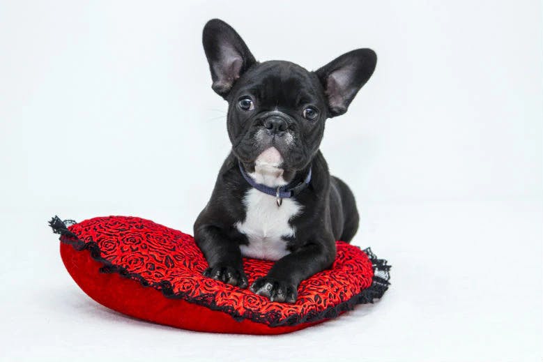 cute puppy image