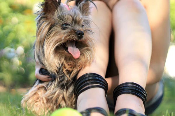 dog image