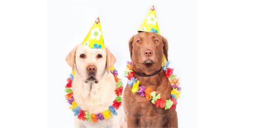 14 Ways to Celebrate National Dog Day