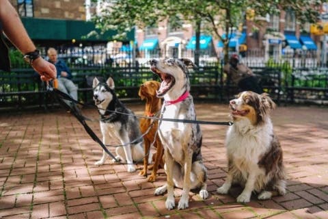 Dog Walker