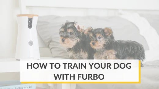 Dog furbo clearance