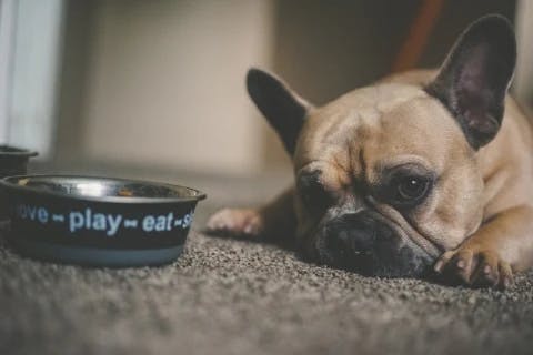Dog eating image