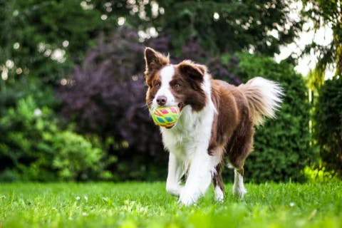dog running