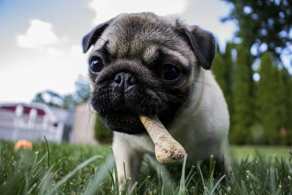 Designated Dog Dogfred knows how to celebrate National Dog Day