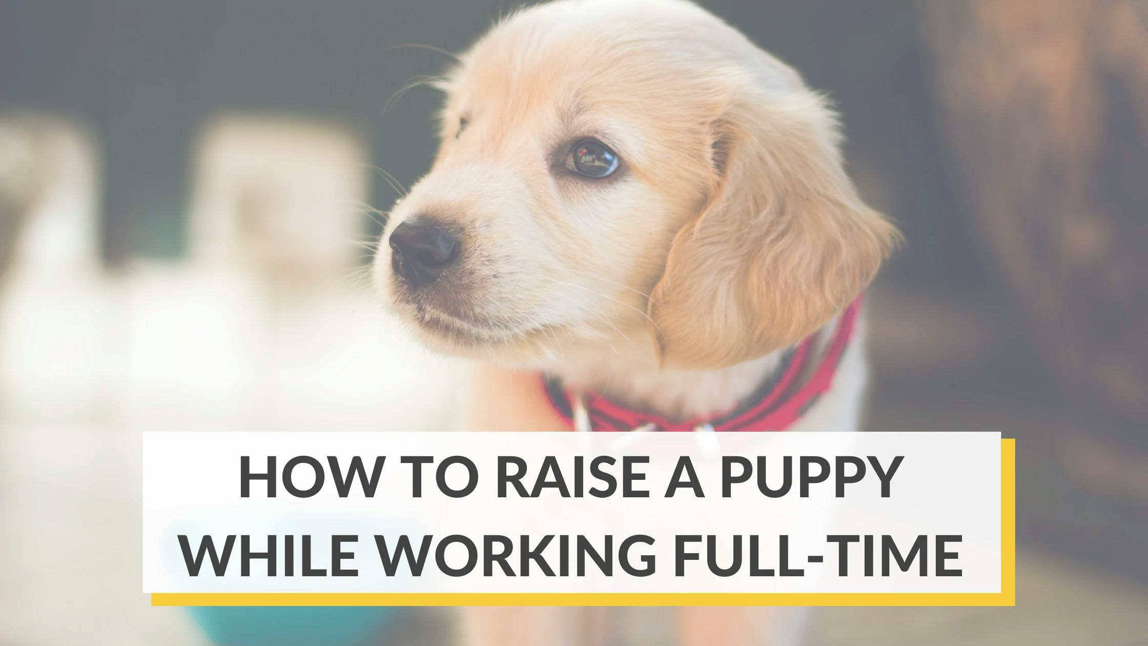 can you raise a puppy in an apartment