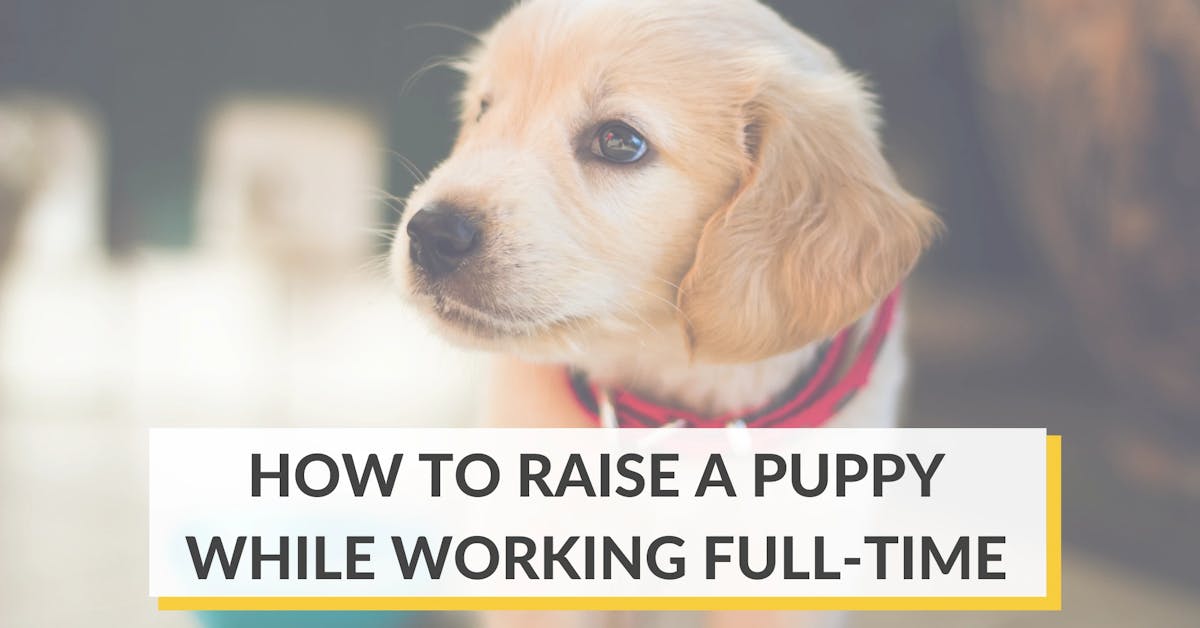 https://images.prismic.io/furbo-prismic/bfdc5d93-37ea-4c93-bb90-11215742194a_raising-a-puppy-while-working-full-time_cover.webp?auto=compress,format&rect=0,43,2240,1172&w=1200&h=628