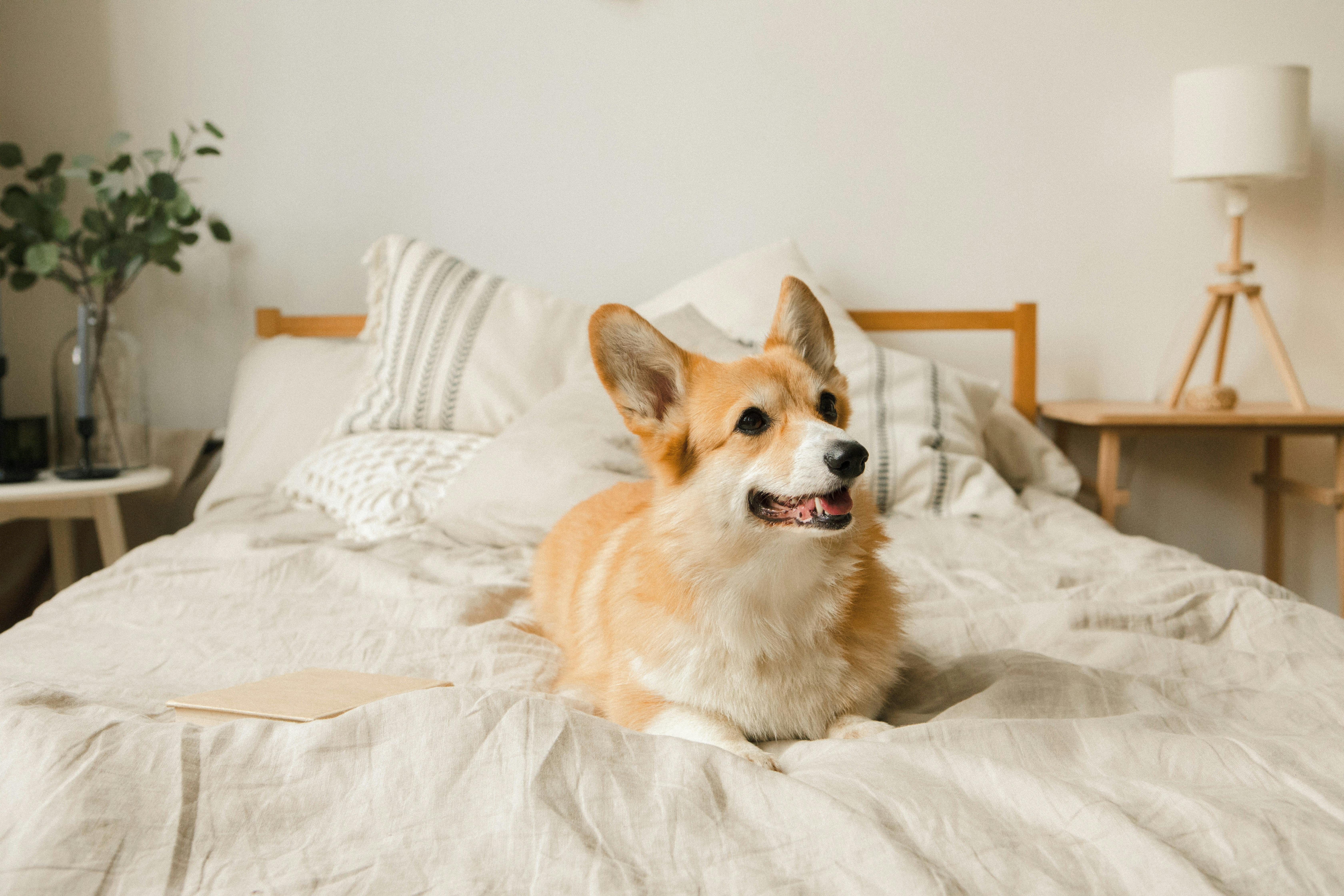 一隻趴在床上微吐舌的科基犬