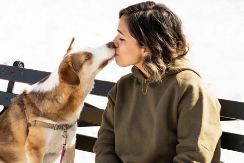 Dog kissing image