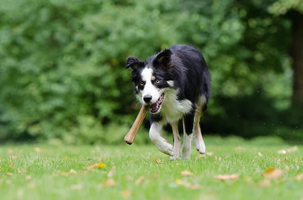 running dog
