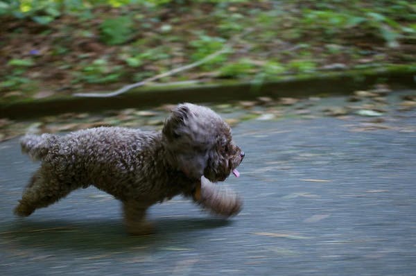 escaping dog