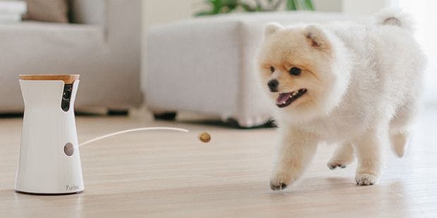 dog playing with Furbo