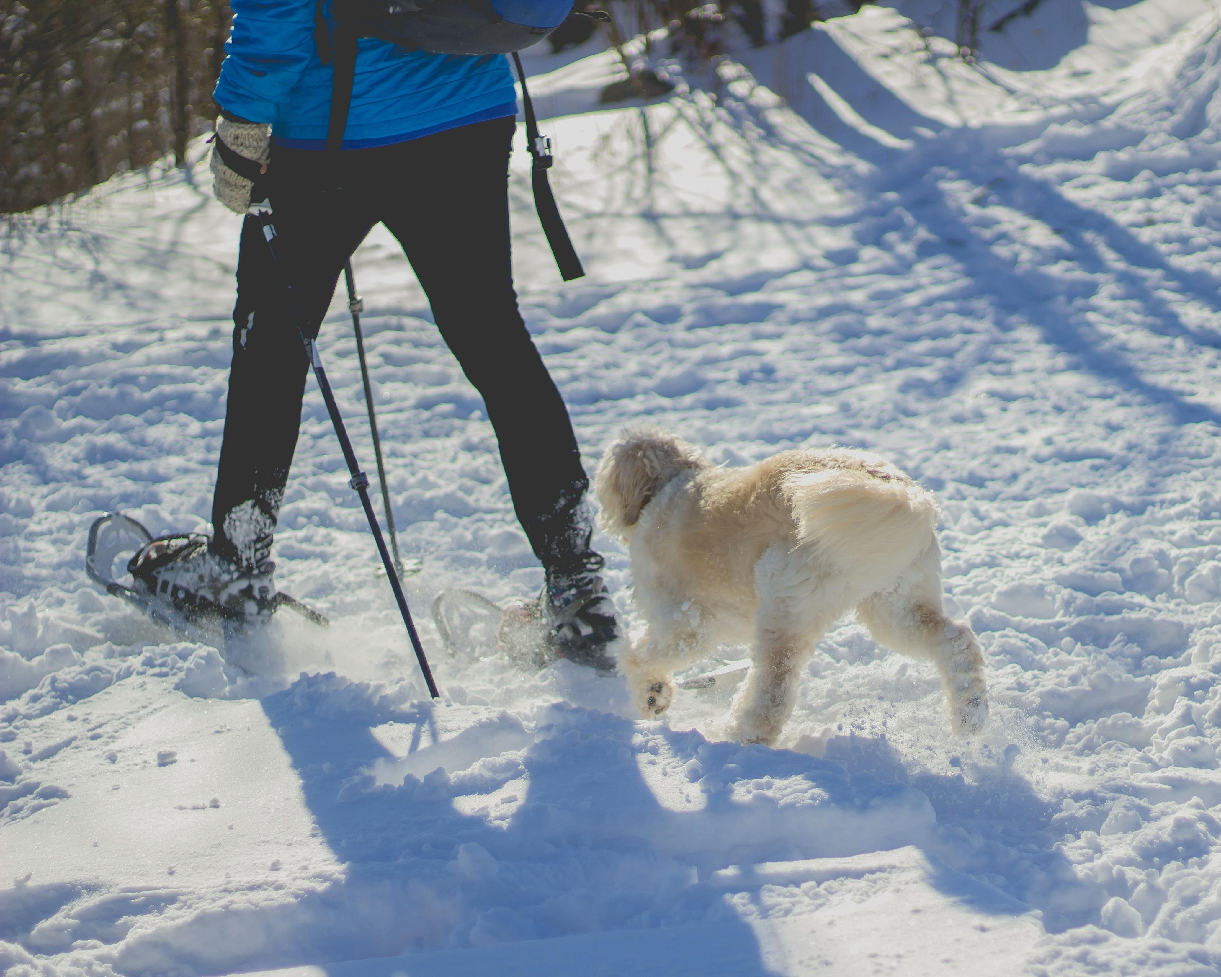 Dog walking in the show