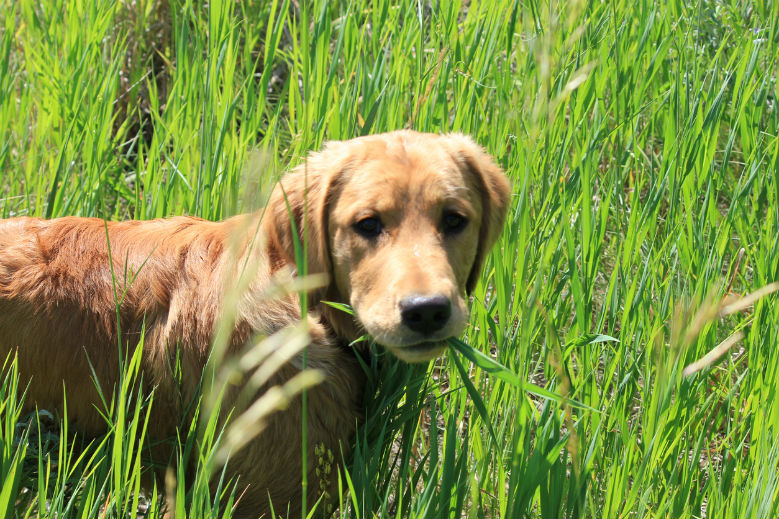 Is it normal for store puppies to eat grass