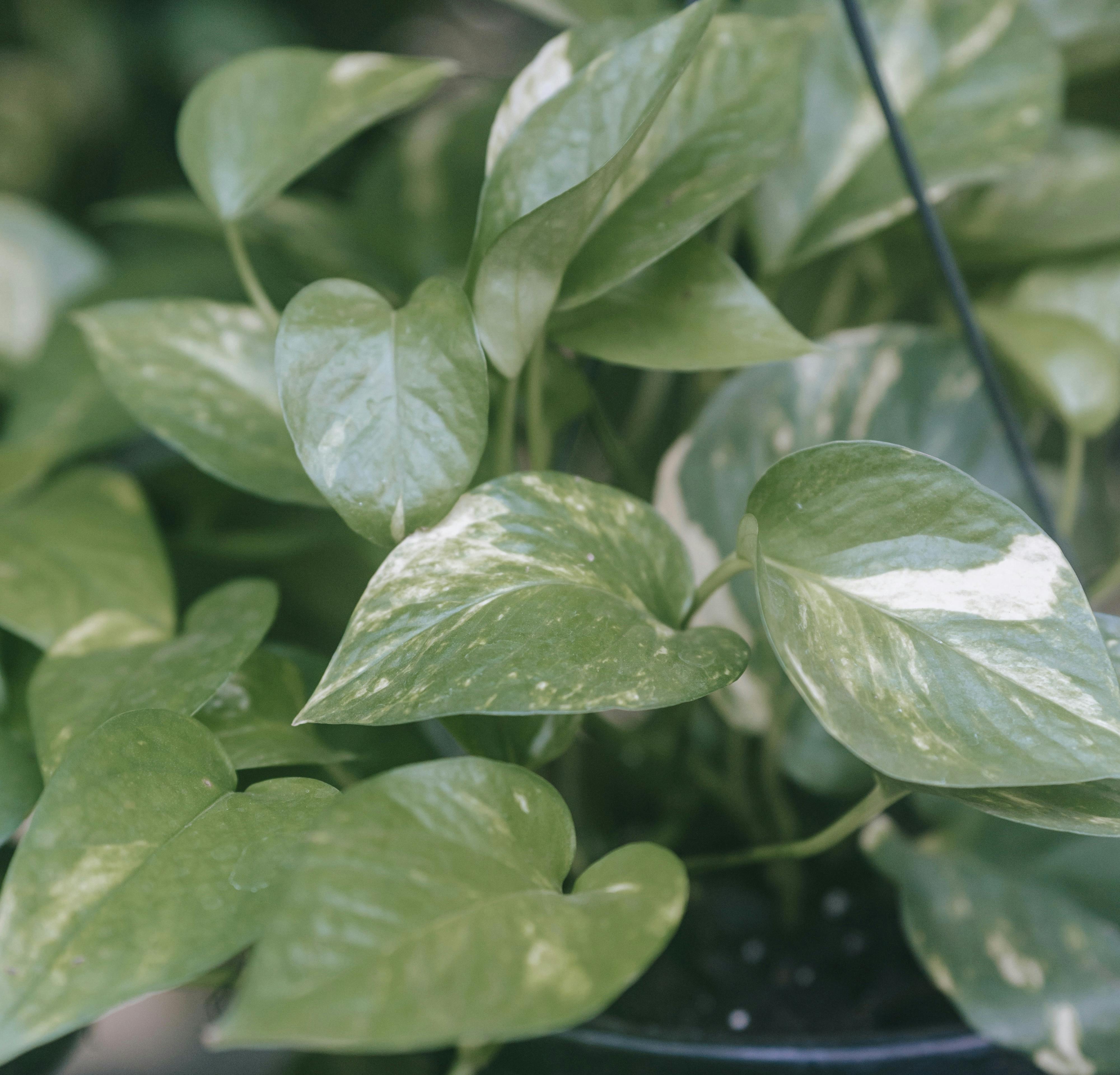 黃金葛植物