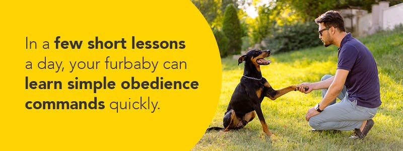 Help your pup get alone with childrens