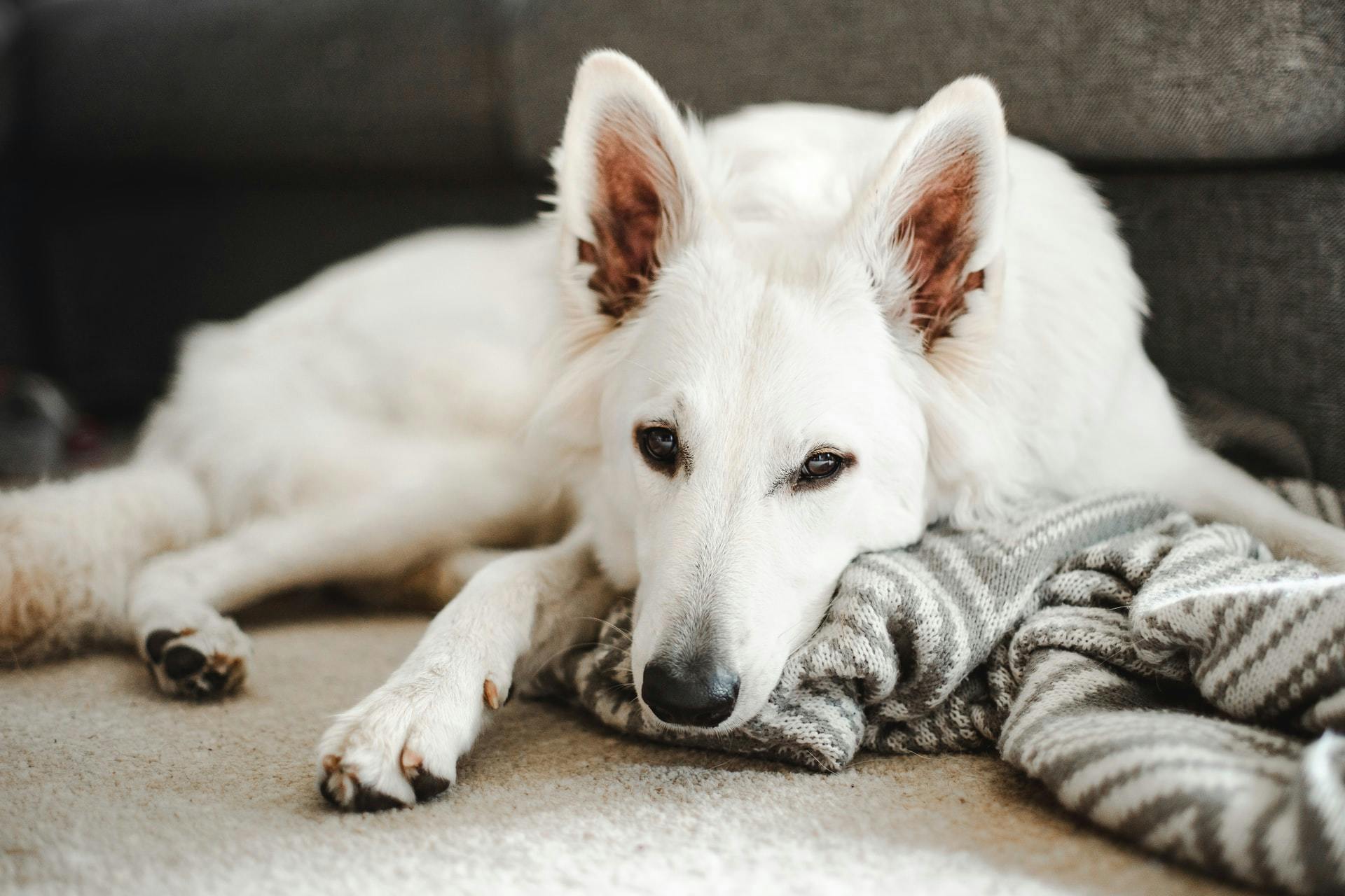 Dog lying down