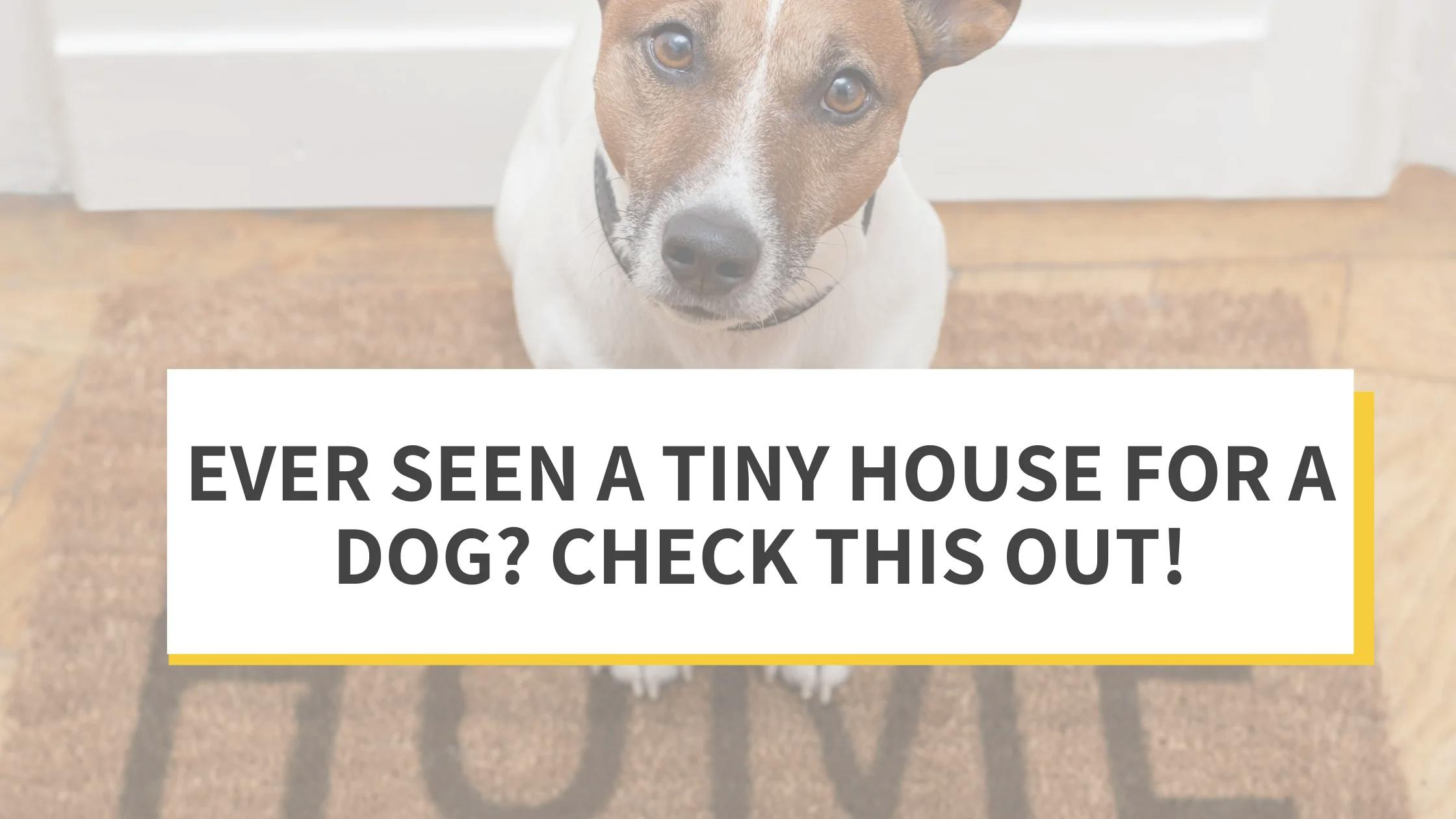 can you keep a dog in a tiny apartment