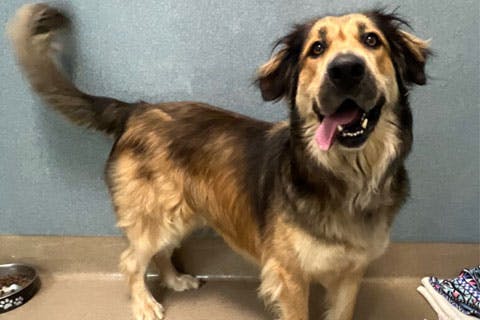 A photo of Oso, a retriever mix