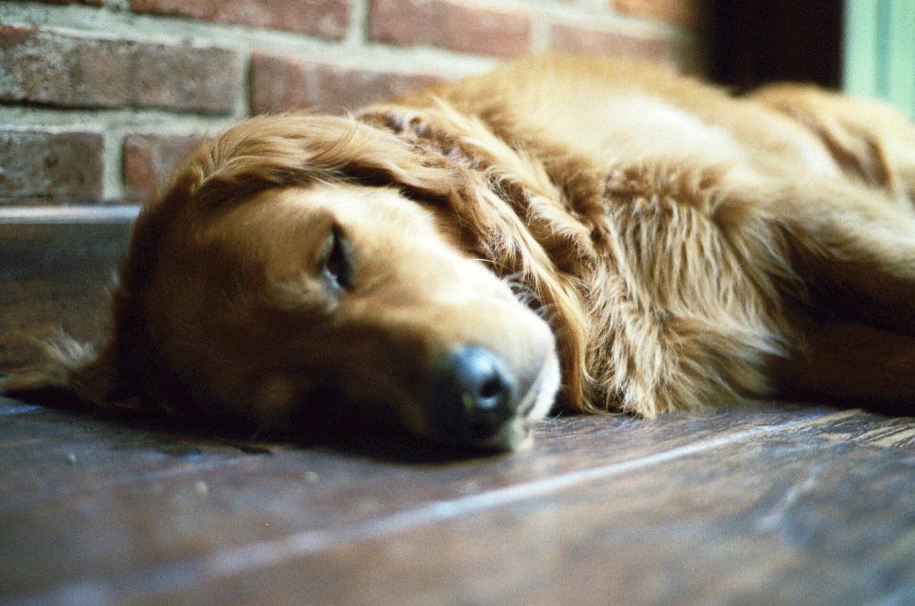 what do golden retrievers die from