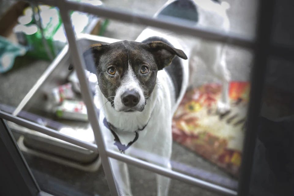 dog in the crate