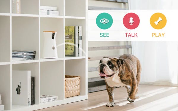 Bulldog with see, talk, play graphic