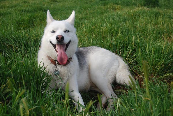 Dog in the grass