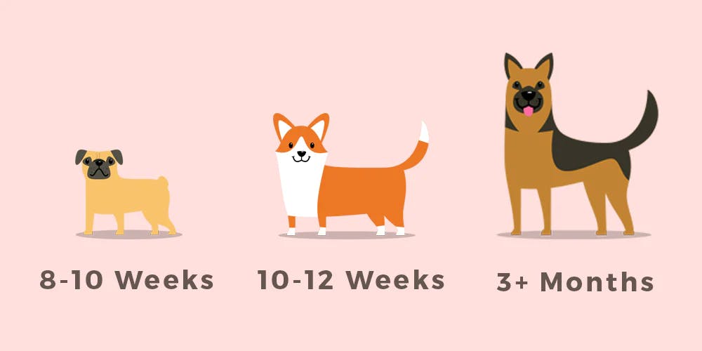 How To Leave a Puppy Alone While At Work | Furbo Dog Camera How To Leave A Puppy Alone While At Work | Furbo Dog Camera