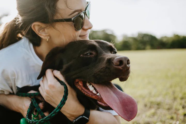 dog image