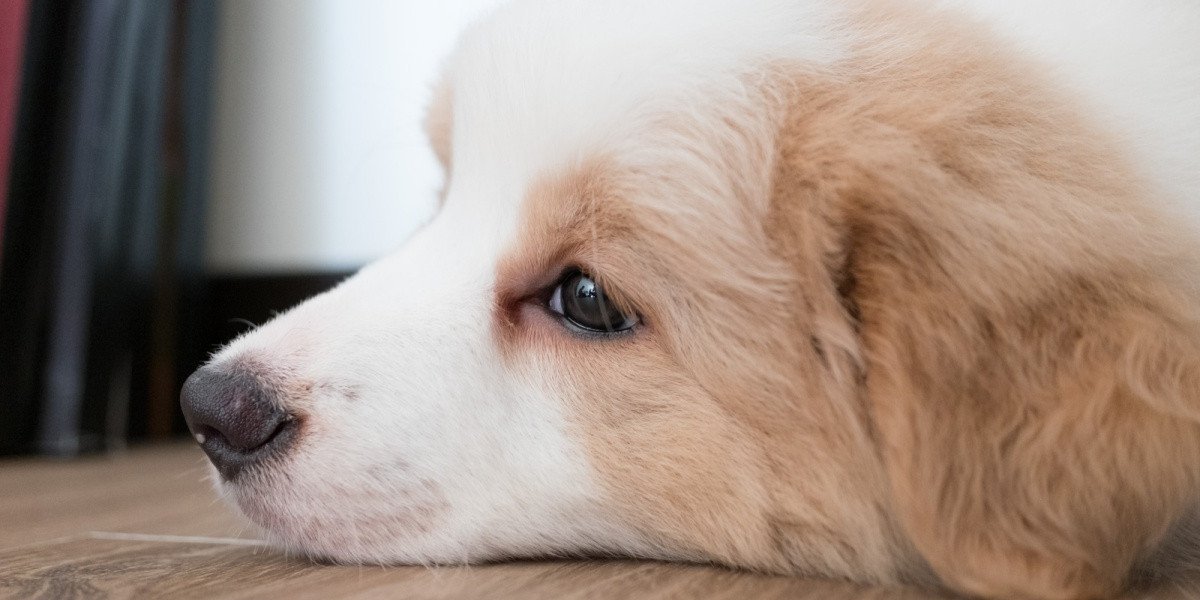 Dog barks constantly hot sale when left alone